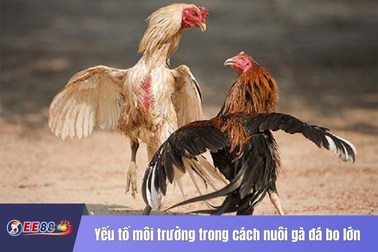 Yếu tố môi trường trong cách nuôi gà đá bo lớn