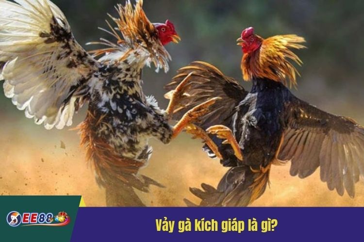 Vảy gà kích giáp là gì?