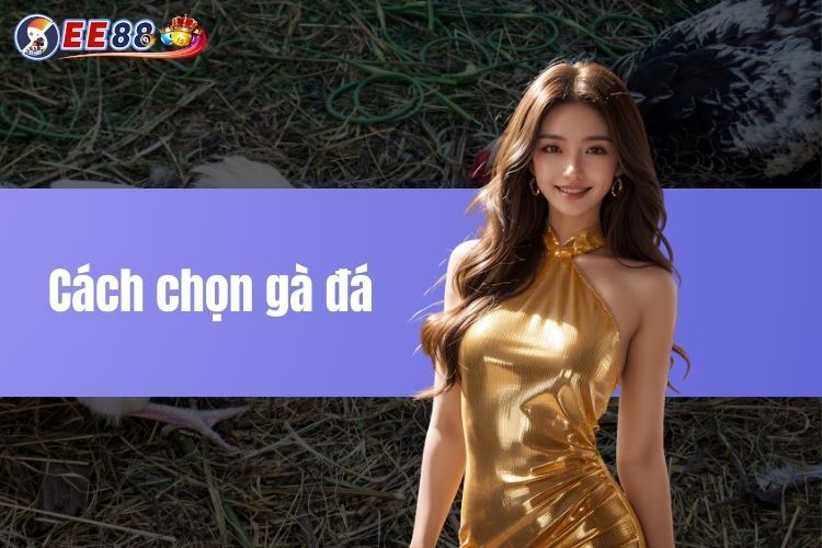 Cách chọn gà đá chuẩn và tăng cơ hội thắng tại EE88