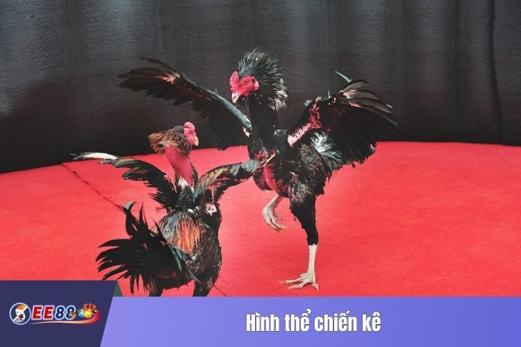 Hình thể chiến kê