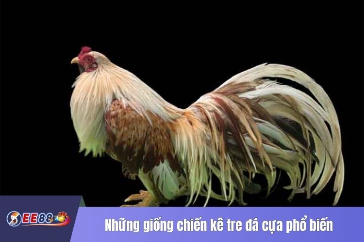 Những giống chiến kê tre đá cựa phổ biến