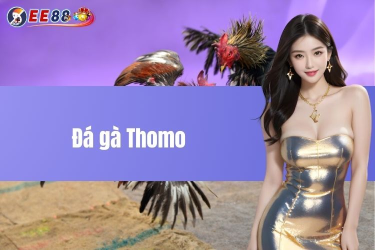 Đá gà Thomo - Sân chơi đẳng cấp quốc tế, chất lượng 2024