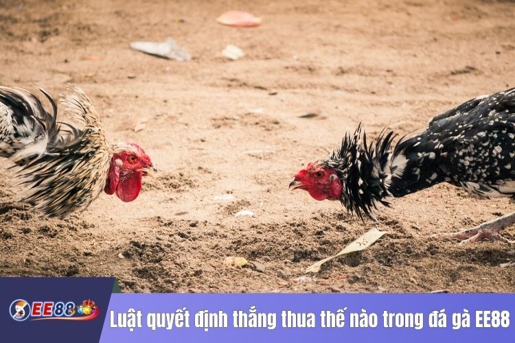 Luật quyết định thắng thua thế nào trong đá gà EE88