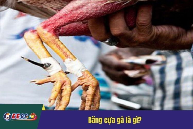 Băng cựa gà là gì?